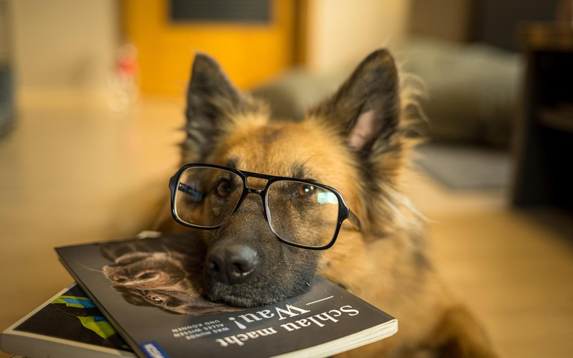 Hund