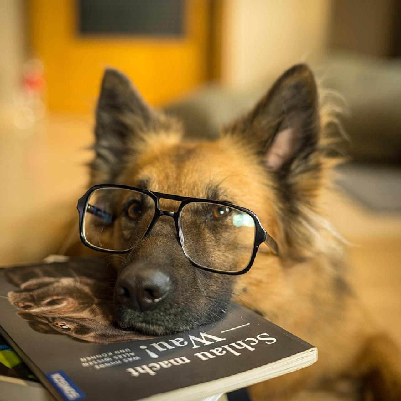 Hund